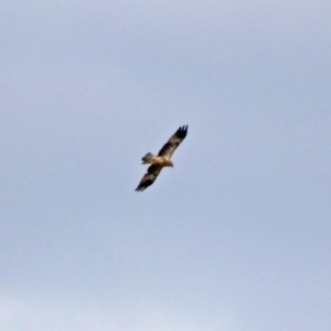 Haliastur sphenurus at Fyshwick, ACT - 2 Feb 2019