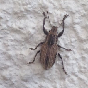 Naupactus leucoloma at Narrabundah, ACT - 3 Feb 2019 05:57 PM