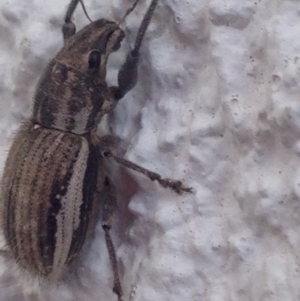 Naupactus leucoloma at Narrabundah, ACT - 3 Feb 2019