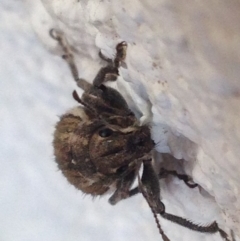 Naupactus leucoloma at Narrabundah, ACT - 3 Feb 2019