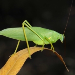 Caedicia simplex (Common Garden Katydid) at Hackett, ACT - 2 Feb 2019 by TimL