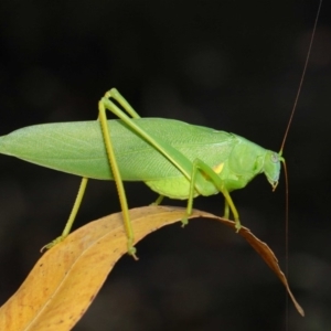 Caedicia simplex at Hackett, ACT - 2 Feb 2019