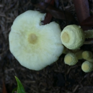 Leucocoprinus birnbaumii at Morton, NSW - 29 Jan 2019 07:48 AM