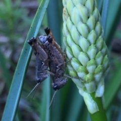 Phaulacridium vittatum (Wingless Grasshopper) at Mirador, NSW - 3 Feb 2019 by hynesker1234