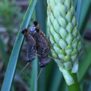 Phaulacridium vittatum at Mirador, NSW - 3 Feb 2019 09:15 AM