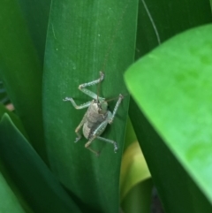 Tettigoniidae (family) (Unidentified katydid) at Mirador, NSW - 2 Feb 2019 by hynesker1234