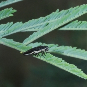 Agrilus hypoleucus at Stromlo, ACT - 2 Feb 2019