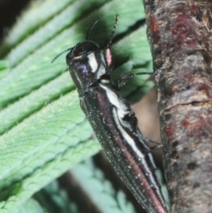 Agrilus hypoleucus at Stromlo, ACT - 2 Feb 2019 11:15 PM