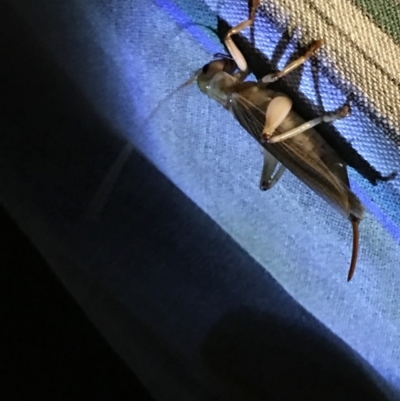 Paragryllacris sp. (genus) (Raspy or Tree cricket) at Hughes, ACT - 3 Feb 2019 by KL