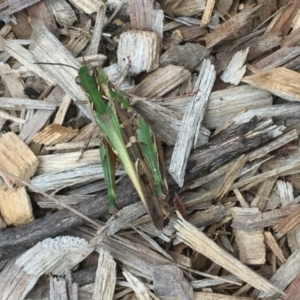 Oedaleus australis at Tathra, NSW - 3 Feb 2019 04:08 PM