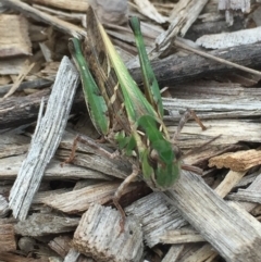 Oedaleus australis at Tathra, NSW - 3 Feb 2019 04:08 PM