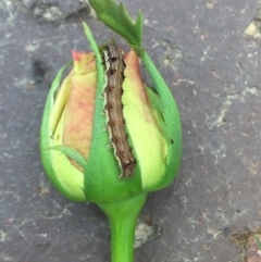 Lepidoptera unclassified IMMATURE (caterpillar or pupa or cocoon) at Tathra, NSW - 3 Feb 2019 by SteveMills