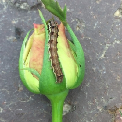 Lepidoptera unclassified IMMATURE (caterpillar or pupa or cocoon) at Tathra, NSW - 3 Feb 2019 by SteveMills