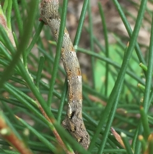 Geometridae (family) at Tathra, NSW - 3 Feb 2019 04:06 PM