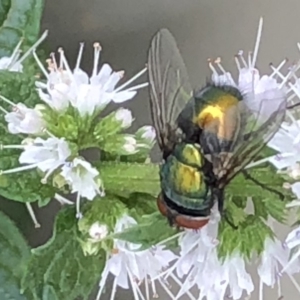 Lucilia sp. (genus) at Monash, ACT - 3 Feb 2019 05:31 PM