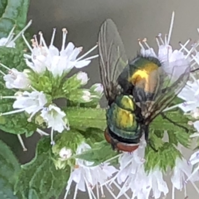 Lucilia sp. (genus) (A blowfly) at Monash, ACT - 3 Feb 2019 by jackQ