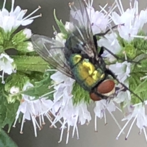 Lucilia sp. (genus) at Monash, ACT - 3 Feb 2019