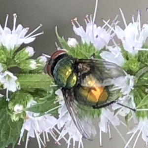 Lucilia sp. (genus) at Monash, ACT - 3 Feb 2019 05:31 PM