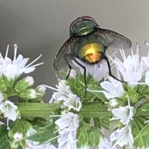 Lucilia sp. (genus) at Monash, ACT - 3 Feb 2019