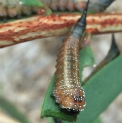 Pterygophorus cinctus (Bottlebrush sawfly) at Tathra, NSW - 3 Feb 2019 by Steve Mills