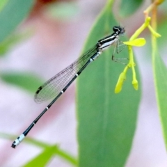 Austroagrion watsoni (Eastern Billabongfly) at Majura, ACT - 1 Feb 2019 by jbromilow50