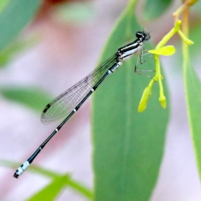 Austroagrion watsoni (Eastern Billabongfly) at Majura, ACT - 1 Feb 2019 by jb2602