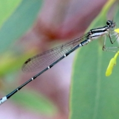 Austroagrion watsoni at Majura, ACT - 1 Feb 2019