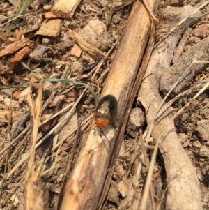 Lamprolina (genus) at Tathra, NSW - 5 Jan 2019 11:33 AM