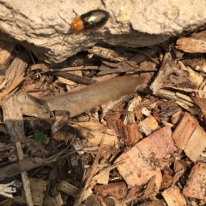 Lamprolina (genus) at Tathra, NSW - 5 Jan 2019 11:33 AM