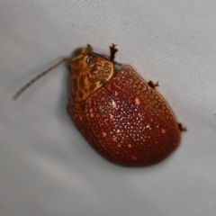 Paropsis intermedia (Eucalyptus leaf beetle) at O'Connor, ACT - 29 Jan 2019 by ibaird