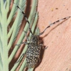 Ancita sp. (genus) (Longicorn or longhorn beetle) at Sth Tablelands Ecosystem Park - 1 Feb 2019 by Harrisi