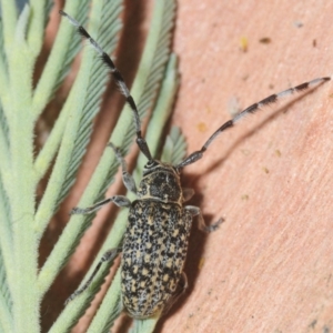 Ancita sp. (genus) at Molonglo Valley, ACT - 1 Feb 2019