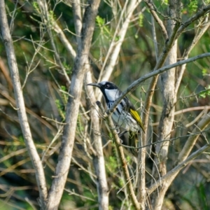 Phylidonyris niger at Morton, NSW - 29 Jan 2019 08:10 AM