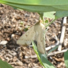 Helicoverpa (genus) (A bollworm) at Tuggeranong Hill - 28 Jan 2019 by Owen