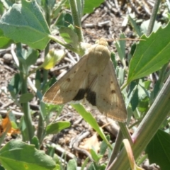 Helicoverpa (genus) at Calwell, ACT - 29 Jan 2019