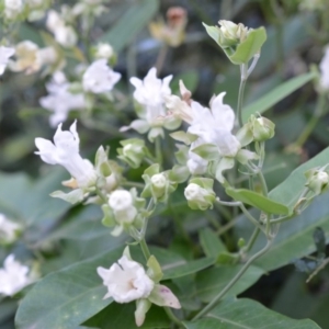 Araujia sericifera at Quaama, NSW - 3 Feb 2019