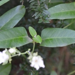 Araujia sericifera at Quaama, NSW - 3 Feb 2019 09:04 AM