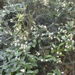 Araujia sericifera at Quaama, NSW - 3 Feb 2019