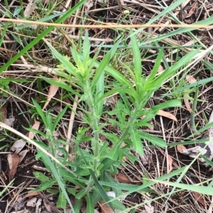 Erigeron sp. at Yarralumla, ACT - 1 Feb 2019