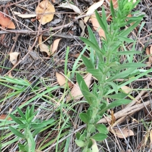 Erigeron sp. at Yarralumla, ACT - 1 Feb 2019 10:00 AM