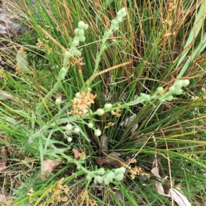 Erigeron sp. at Yarralumla, ACT - 1 Feb 2019