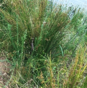 Erigeron sp. at Yarralumla, ACT - 1 Feb 2019 10:00 AM