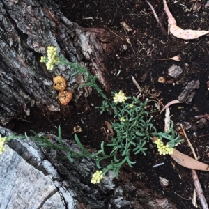 Erigeron sp. at Yarralumla, ACT - 1 Feb 2019 10:00 AM