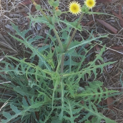 Sonchus oleraceus (Annual Sowthistle) at Hughes Garran Woodland - 3 Feb 2019 by ruthkerruish