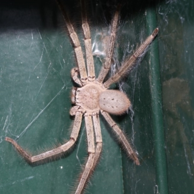 Isopeda sp. (genus) (Huntsman Spider) at Higgins, ACT - 4 Feb 2019 by AlisonMilton