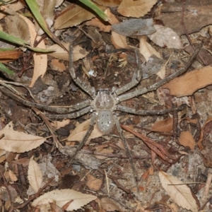 Isopeda sp. (genus) at Higgins, ACT - 4 Feb 2019
