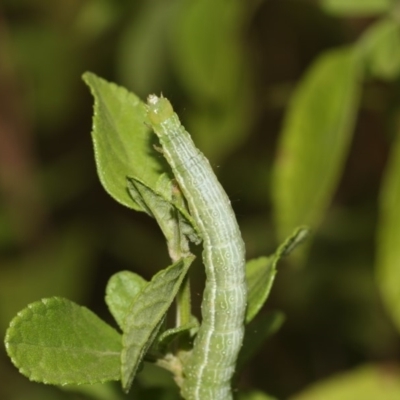 Chrysodeixis (genus) (Green looper) at Higgins, ACT - 4 Feb 2019 by Alison Milton