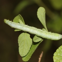 Chrysodeixis (genus) at Higgins, ACT - 4 Feb 2019 01:17 PM