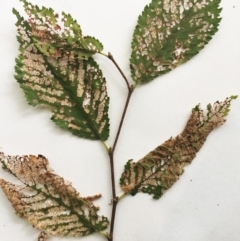 Ulmus x hollandica (An Elm) at Lake Burley Griffin West - 1 Feb 2019 by ruthkerruish