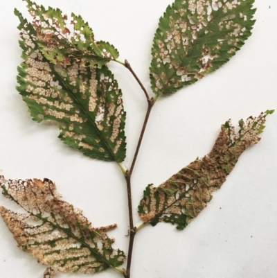 Ulmus x hollandica (An Elm) at Lake Burley Griffin West - 1 Feb 2019 by ruthkerruish